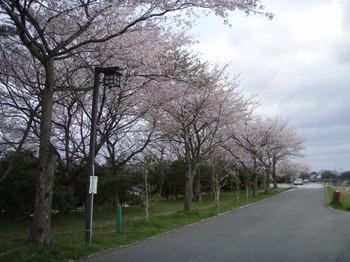 かずきの桜.jpg